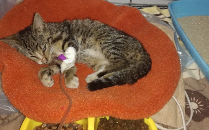 Zbiórka TOZ- Brakuje Nam PIENIĘDZY - zdjęcie główne