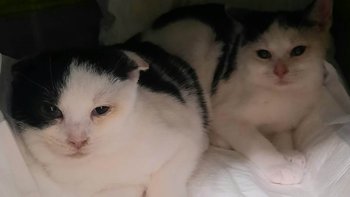 Zbiórka Kocia walka o życie - miniaturka zdjęcia