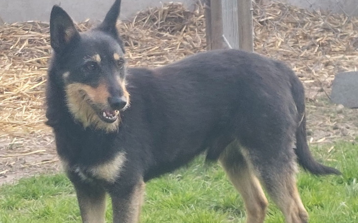 Czarny pies na tle trawy, z uśmiechem na pysku.