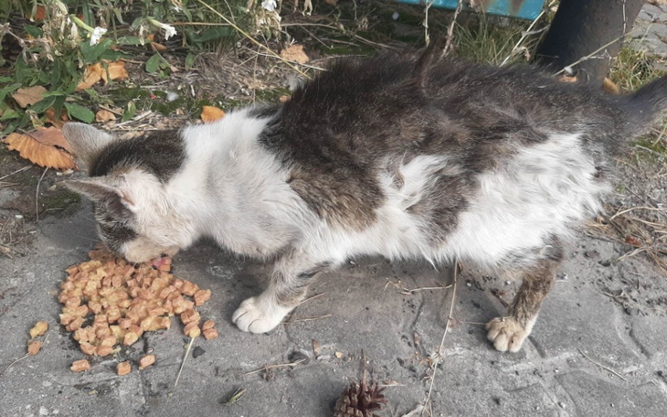 Zbiórka Dredzia-popsuta zabawka - zdjęcie główne