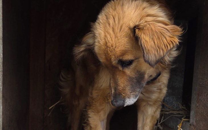 Pies o złotej sierści, patrzący w dół.