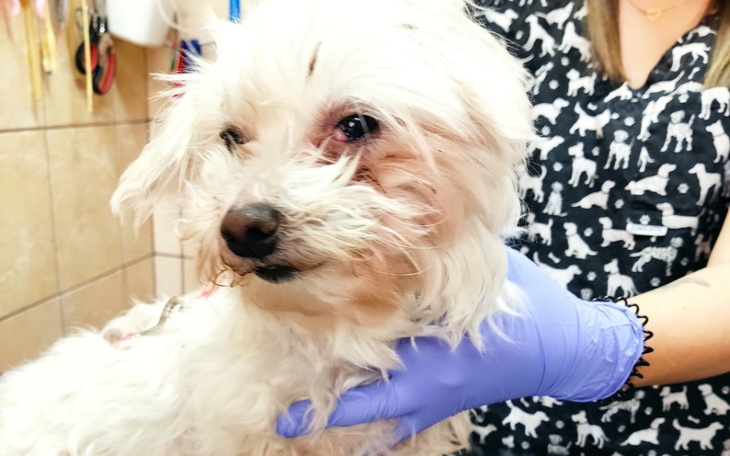 Zbiórka Na pomoc Lukrecji - zdjęcie główne