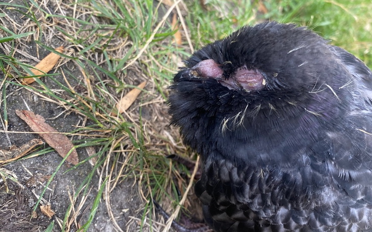 Zbiórka Pomoc gołębiom w potrzebie - zdjęcie główne