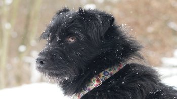 Zbiórka Nowe życie Fado - miniaturka zdjęcia