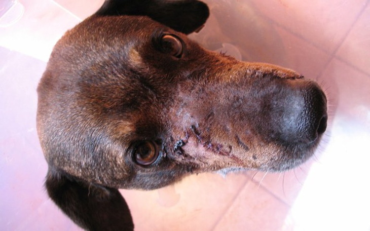 Zbiórka Hektor - tarcza do strzelania - zdjęcie główne