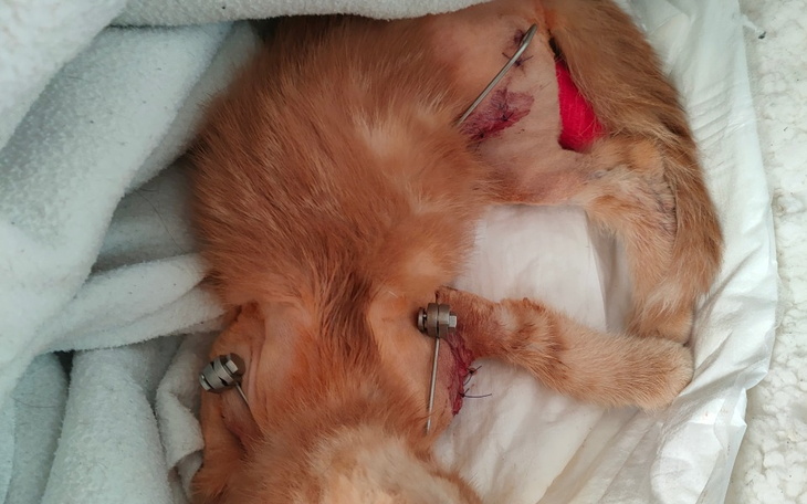 Zbiórka Loki znów chce brykać - zdjęcie główne