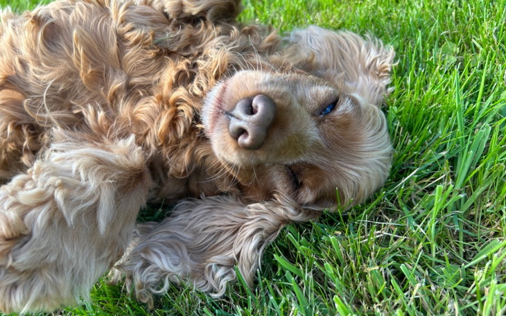 Zbiórka Pomoc dla schroniska w Dąbrówce - zdjęcie główne