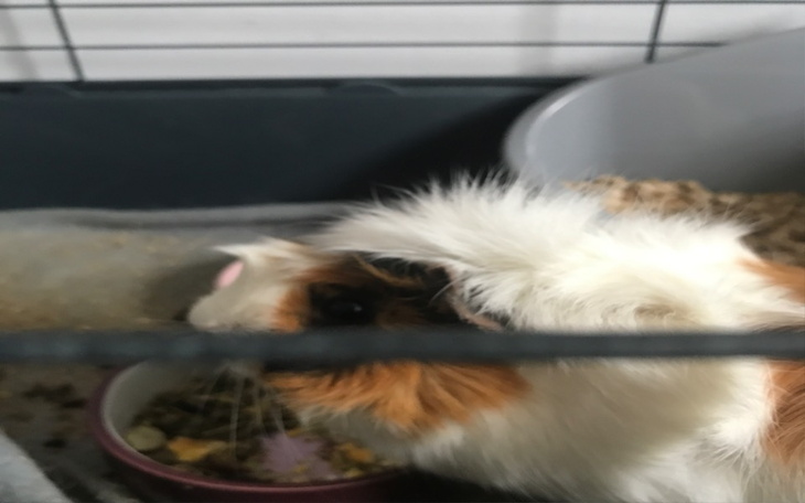 Zbiórka Klatka dla mojej świnki - zdjęcie główne