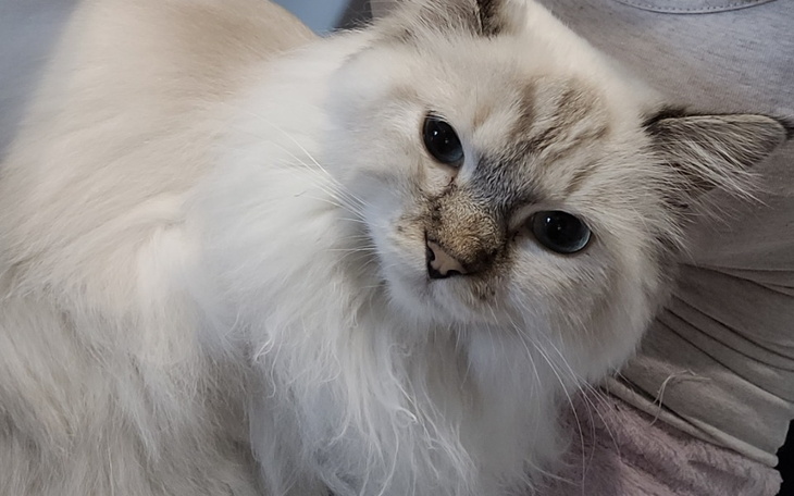 Zbiórka Uratujmy życie Majkiego - zdjęcie główne