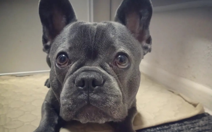 Francuski buldog o szarym umaszczeniu, patrzący w obiektyw.