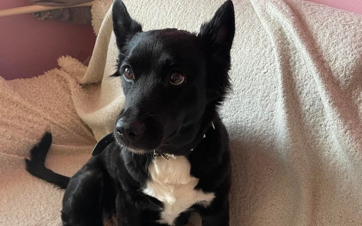 Zbiórka Diagnostyka i lecznie - zdjęcie główne