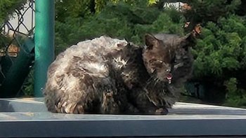 Zbiórka Błagamy o ratunek - miniaturka zdjęcia