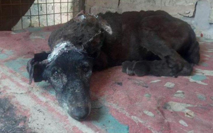 Zbiórka Dziękujemy za pomoc dla HEKTORA - zdjęcie główne