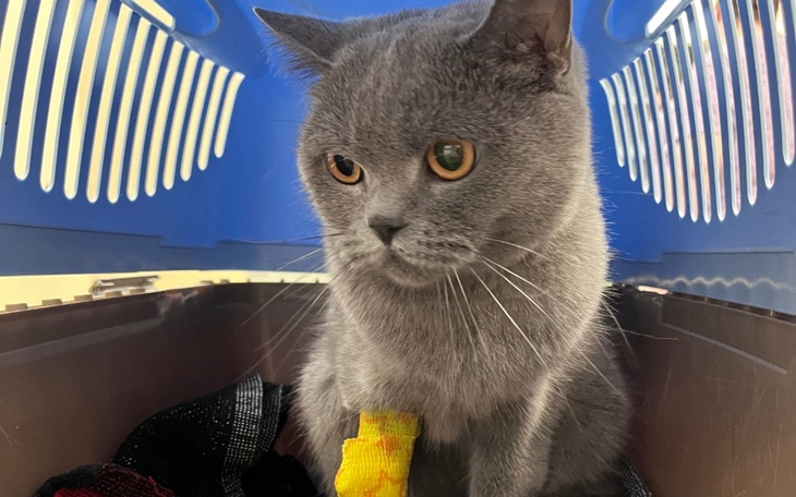 Zbiórka Ratowanie życia Milki - zdjęcie główne