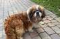 Zbiórka Wyrzucona na ulicę suczka shih tzu - miniaturka zdjęcia