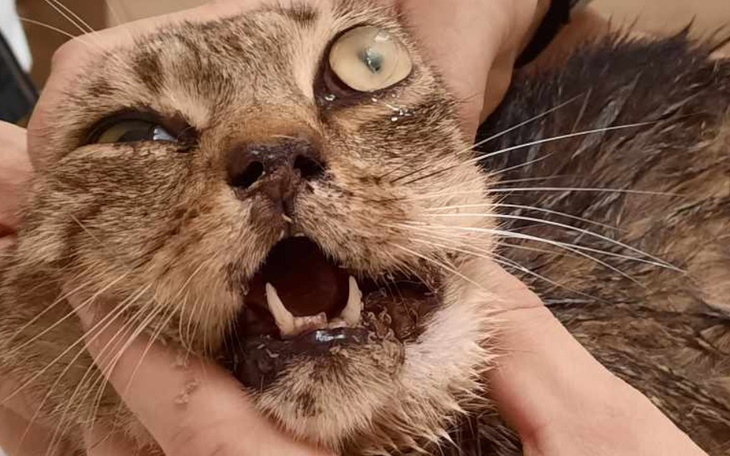 Zbiórka Muchy zjadały go żywcem pomocy - zdjęcie główne