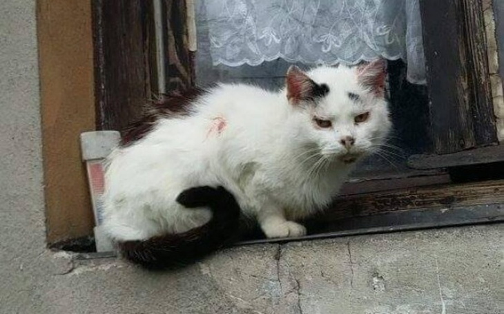 Biały kot siedzący na parapecie.