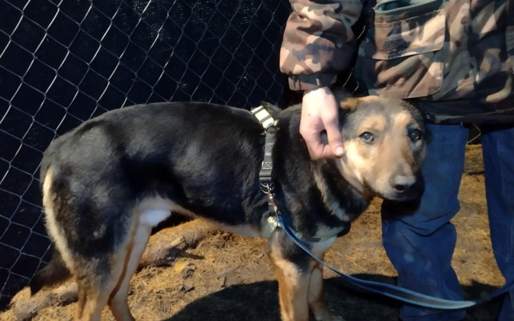 Pies na smyczy, przytulany przez właściciela w ciemnym otoczeniu.