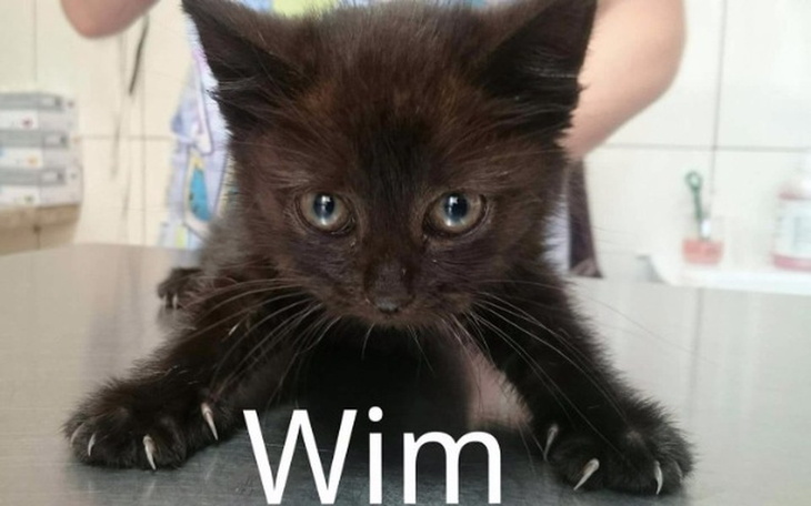 Zbiórka Pomoc bezdomnym kotom - zdjęcie główne