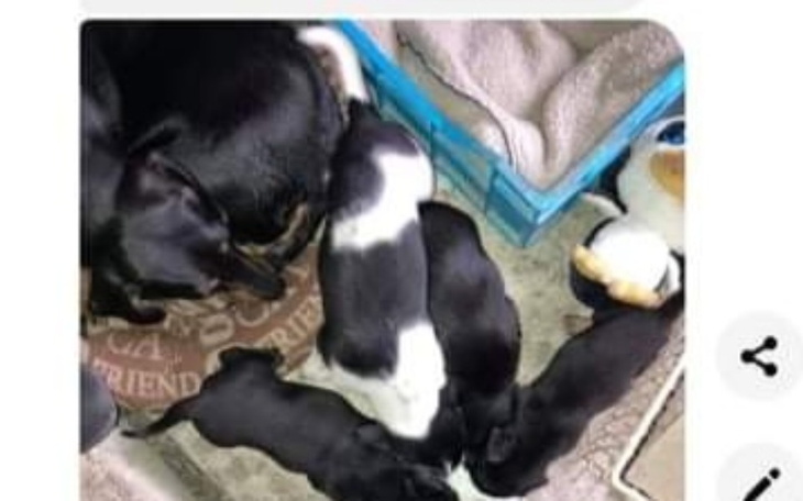 Zbiórka Sterylizacja wiejskich suk. - zdjęcie główne