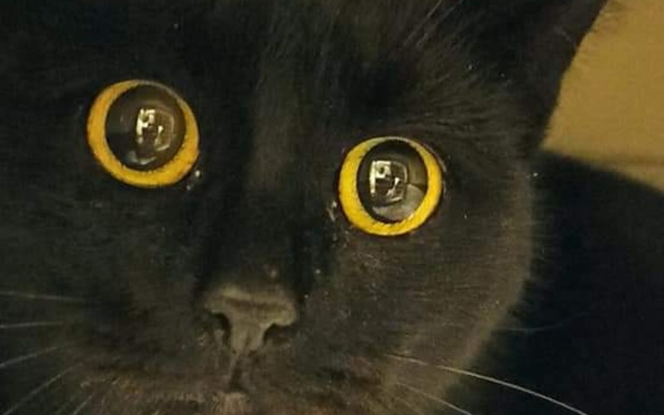 Zbiórka Kastracja ,walka z czasem - zdjęcie główne