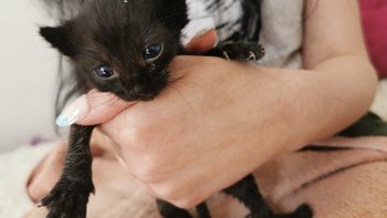 Zbiórka Kocię zjadane przez larwy - miniaturka zdjęcia