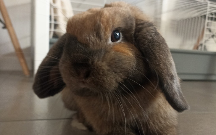 Zbiórka Behawiorysta dla uszaków - zdjęcie główne