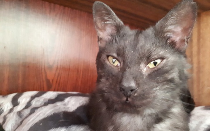 Zbiórka Kotek Aion potrzebuje pomocy - zdjęcie główne