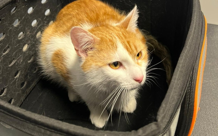 Rudy kot siedzi w torbie, z ciekawym wyrazem twarzy.