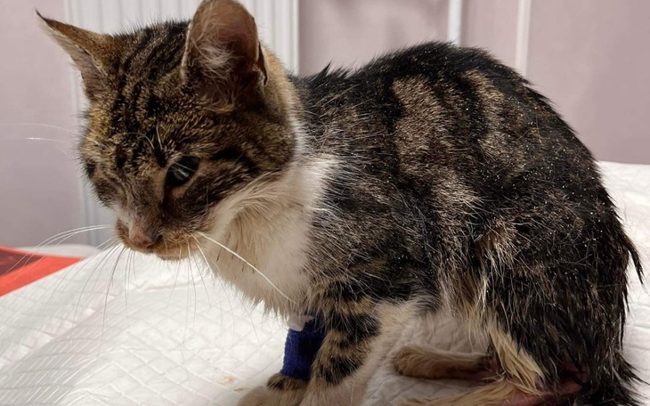 Zbiórka Dramatyczny stan koteczki SOS - zdjęcie główne