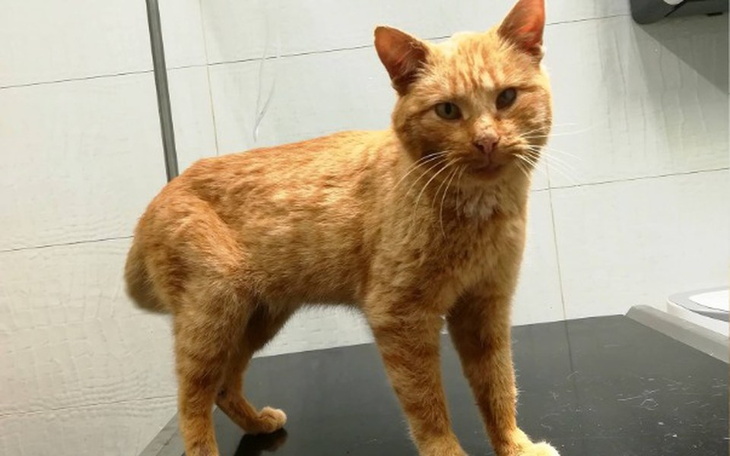 Zbiórka Rubin walczy o zdrowie - zdjęcie główne