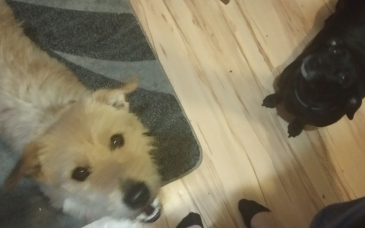 Zbiórka Ulica, to nie dom... Marley. - zdjęcie główne