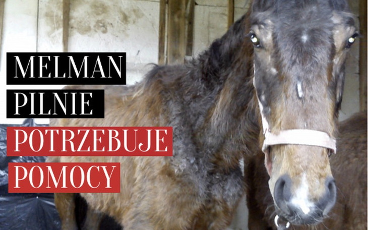 Zbiórka Melman pilnie potrzebuje pomocy. - zdjęcie główne