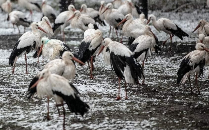Storki w zimowym otoczeniu, szukające pożywienia.