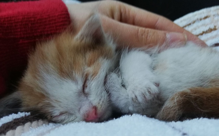 Zbiórka Żłobek Kociarni - zdjęcie główne