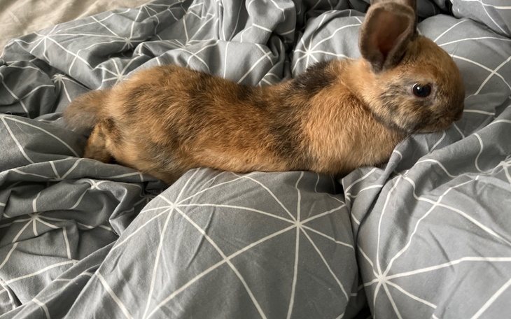 Zbiórka Leczenie króliczka Truśka - zdjęcie główne