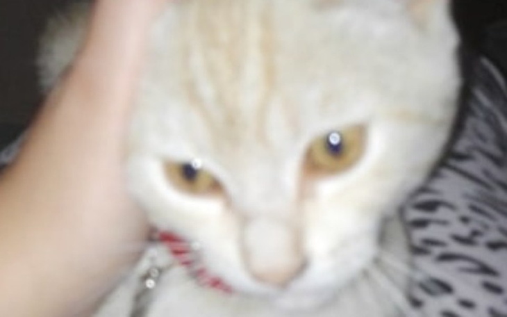 Zbiórka Kociak po wypadku albo...masakra - zdjęcie główne