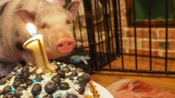 Zbiórka 6 urodziny Eugeniusza - miniaturka zdjęcia