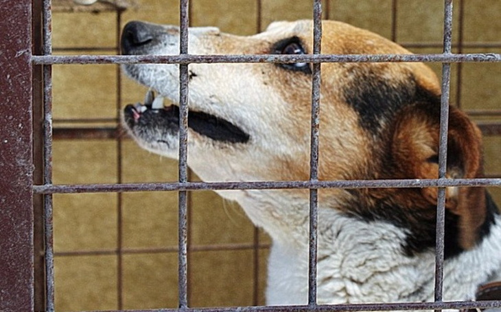 Zbiórka Zbiórka na schronisko - zdjęcie główne
