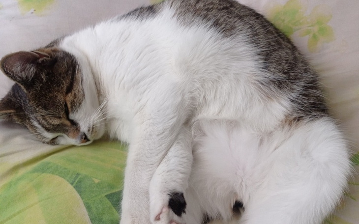 Zbiórka Żeby Monti mógł jeść bez bólu - zdjęcie główne