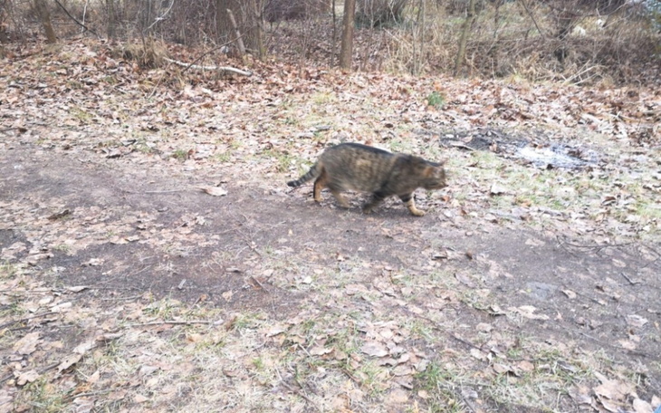 Kot spacerujący po leśnej ścieżce wśród opadłych liści.