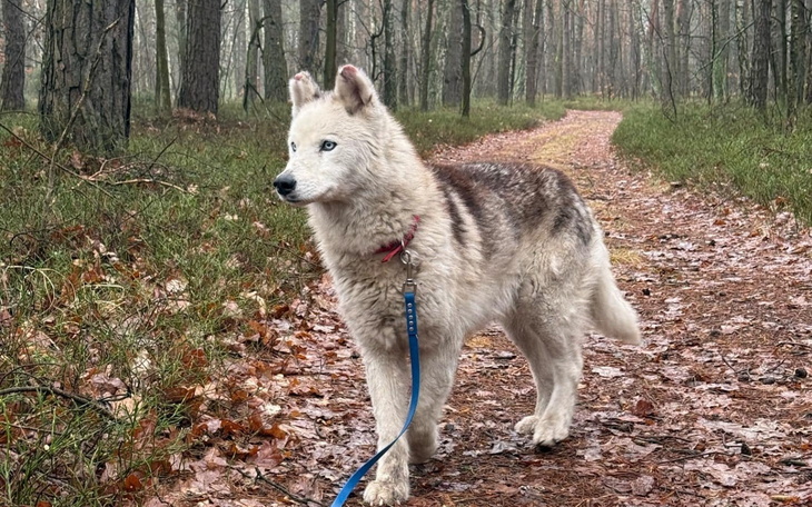 Husky spacerujący po leśnej ścieżce w deszczowej aurze.