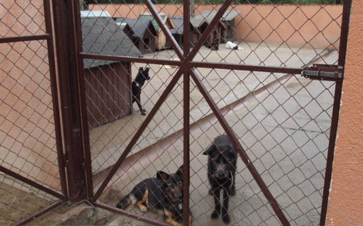 Zbiórka Pomóżmy zwierzakom - zdjęcie główne