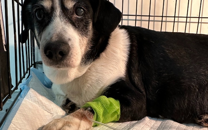 Zbiórka Uratowana z patologi POMOCY - zdjęcie główne