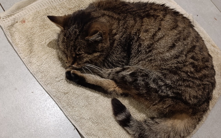 Zbiórka Ofiara sylwestrowych fajerwerków - zdjęcie główne