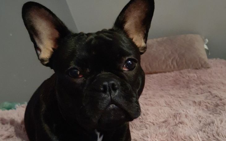 Czarny buldog francuski na różowym kocu.