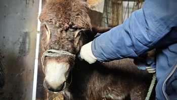 Zbiórka Ostatnie godziny dla Duszka! - miniaturka zdjęcia