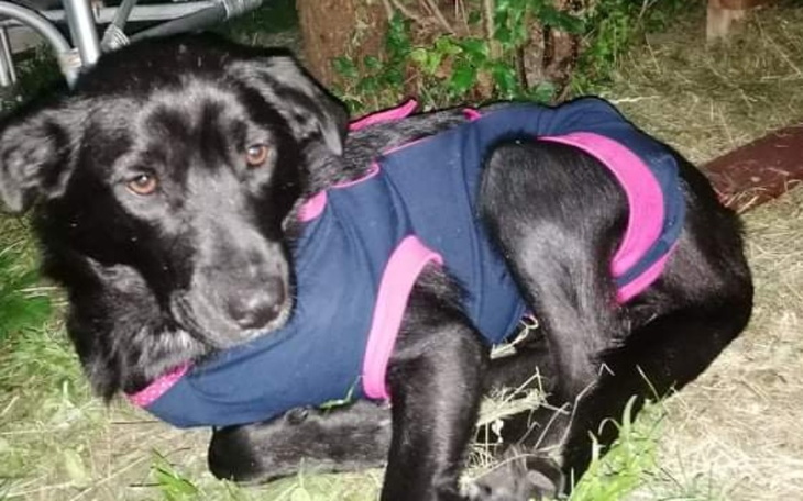 Zbiórka Na spłatę długu za operację Kory - zdjęcie główne