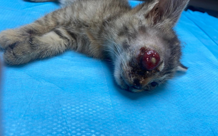 Zbiórka Krwawe strzępy zamiast oczek - zdjęcie główne