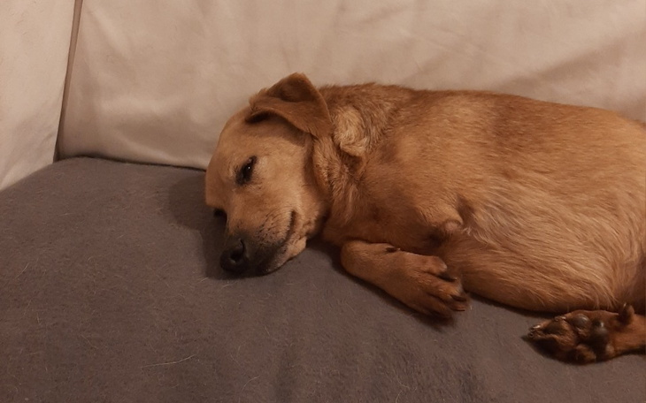 Zbiórka Proteza dla Gucia - zdjęcie główne